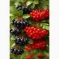 Куплю заморожену горобину чорну і звичайну - фото № 1