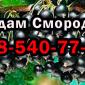 Продам оптом смородину! Урожай 2025 года. Собственная заготовка - фото № 1