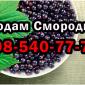 Продам Смородину сезон 2025 - фото № 1