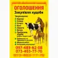 Закупка крупного рогатого скота - фото № 1