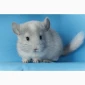 Пропонується маленький шиншилла - білий фіолетовий - фото № 3