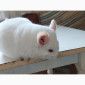 Пропонується шиншила, грызунчик білого кольору - фото № 1
