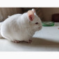 Пропонується шиншила, грызунчик білого кольору - фото № 4