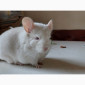 Пропонується шиншила, грызунчик білого кольору - фото № 5