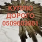 Куплю шкури куниці дорого, виїзд на місце - фото № 1