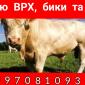 Куплю КРС - фото № 1