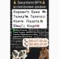 Куплю КРС дорого - фото № 1