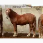 Жеребец новоалександровской породы ПРОДАЖА - фото № 1