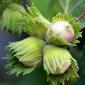 Саженцы фундука Барселонский (сеянец) - 2-летний - фото № 1