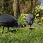 Инкубационное яйцо Цесарка Хохлатая - фото № 12