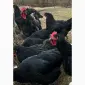 Продам и.я.змвшаних пород Джерсійский гигант Ливенская ситцевая - фото № 1
