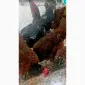 Продам и.я.змвшаних пород Джерсійский гигант Ливенская ситцевая - фото № 3