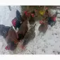 Продам и.я.змвшаних пород Джерсійский гигант Ливенская ситцевая - фото № 5