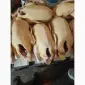 Утки домашние продам - фото № 1