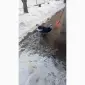 Продам утки шипуны - фото № 1
