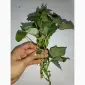 Бронирование рассады батата (черенков) Ліра - фото № 2