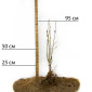 Саженцы гибискуса Гармония - фото № 2
