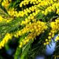 Саджанці мімози Acacia Dealbata - фото № 1