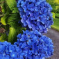 Саженцы гортензии Nikko Blue - фото № 1