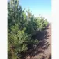 Сосна ялинка новорічна сосны елки новогодние опт купить сосну елку оптом - фото № 1