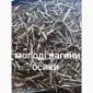Побеги молодой осины - фото № 1