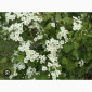 Куплю цвіт глоду - фото № 2