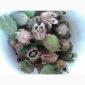 Дурман семена (Datura) в коробочке - фото № 1