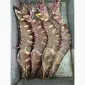 Wholesale seafood supplier Mauritania fishing coast Nouadhibou fishing harbor Nouakchot - фото № 13