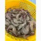 Wholesale seafood supplier Mauritania fishing coast Nouadhibou fishing harbor Nouakchot - фото № 16