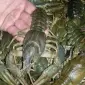 Куплю раки - фото № 1