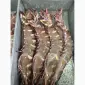 Octopus_fresh - фото № 9