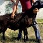 Продаж племінного барана Гісарської породи - фото № 1