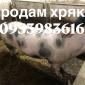 Продам хряка более 300 кг - фото № 1