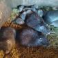 Продам м'ясо нутрії, натуральне годування - фото № 1