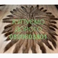 Покупаем шкурки куницы дорого - фото № 1