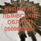 Покупаем шкурки куницы в Радехове дорого - фото № 1