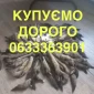 Купуємо хутро лісової куниці та шкіри - фото № 1