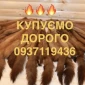 Купуємо шкури куниці та бобра за високими цінами - фото № 1