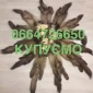 Покупаем шкурки куницы по выгодным условиям - фото № 1