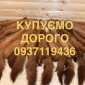 Покупаем шкурки куницы дорого - фото № 1