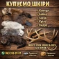Куплю шкури куницы и других животных - фото № 1