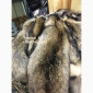 Шкуры енота кисточковый – продажа - фото № 7