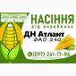 Насіння кукурудзи ДН Атлант (ФАО 290) 2025 от производителя - фото № 1