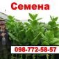 Семена махорки и Табака (Насіння тютюну) - фото № 1