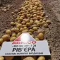 Реалізуємо НАСІННЯ картоплі різних сортів: 1 - фото № 1