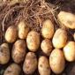 Посадочная картофель Гранада Львовская область купить выгодно - фото № 1