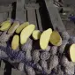 Продам продовольственную картошку Бернина Корина - фото № 1