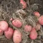 Продам семенной картофель сорт Белла росса - фото № 1