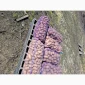 Продается домашний картофель различных сортов - фото № 2