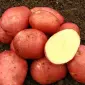 Продаем картофель беллароса - фото № 1
